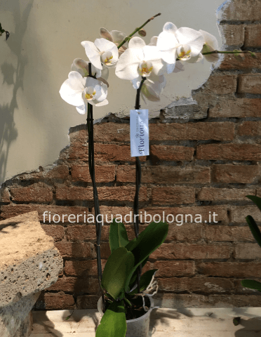 pianta di orchidea 2 rami, colori a richiesta