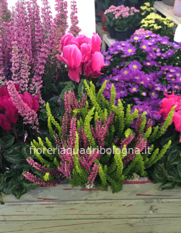 Piante da esterno in contenitore di legno