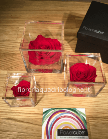 FLOWERCUBE ROSA ROSSA 6x6