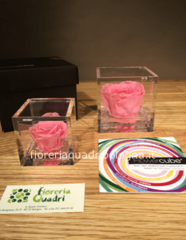 FLOWERCUBE ROSA ROSA 6x6