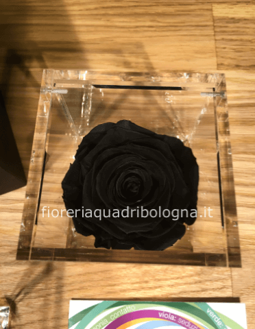 FLOWERCUBE ROSA NERA 6x6