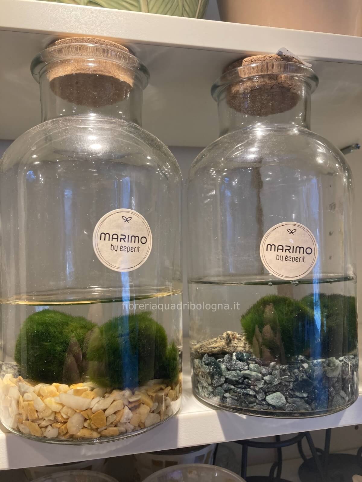 Manualidades para san valentin MARIMO vaso h 20cm » Fiori a Bologna. Fioreria Quadri a Bologna per